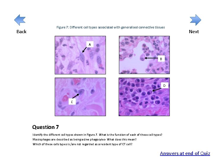 Back Figure 7: Different cell types associated with generalised connective tissues Next A B Back Figure 7: Different cell types associated with generalised connective tissues Next A B