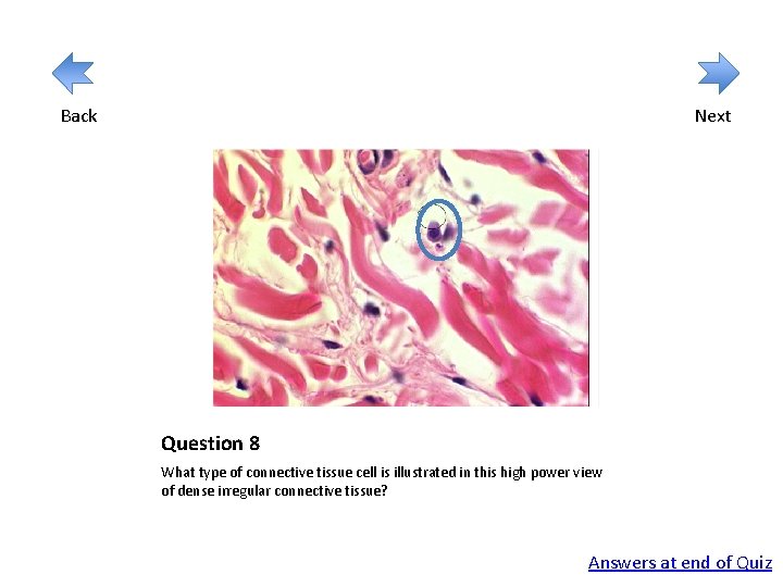Back Next Question 8 What type of connective tissue cell is illustrated in this