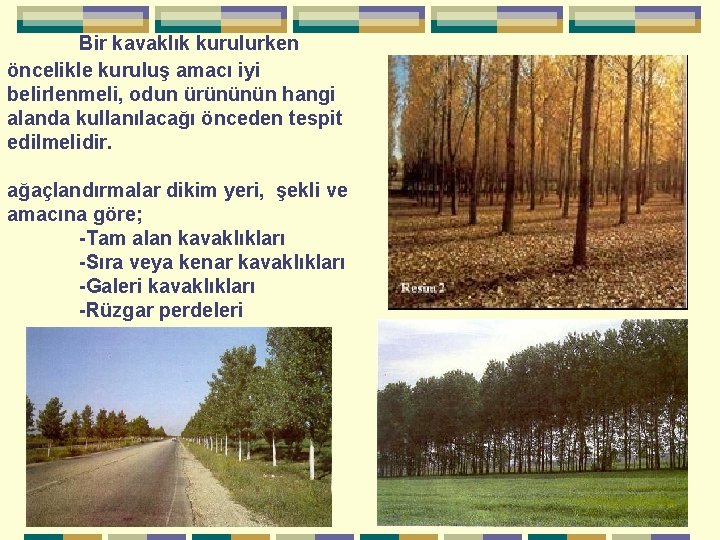 Bir kavaklık kurulurken öncelikle kuruluş amacı iyi belirlenmeli, odun ürününün hangi alanda kullanılacağı önceden