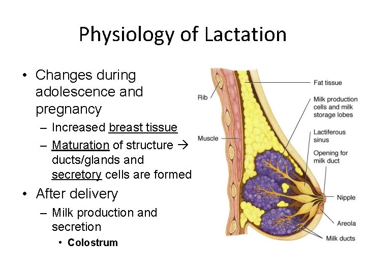 Physiology of Lactation • Changes during adolescence and pregnancy – Increased breast tissue –