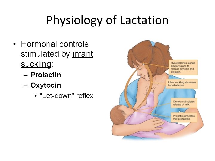 Physiology of Lactation • Hormonal controls stimulated by infant suckling: – Prolactin – Oxytocin