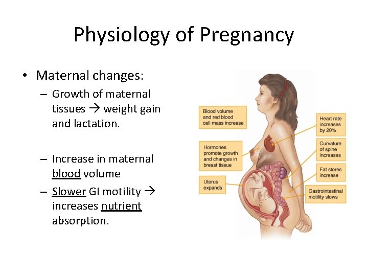 Physiology of Pregnancy • Maternal changes: – Growth of maternal tissues weight gain and