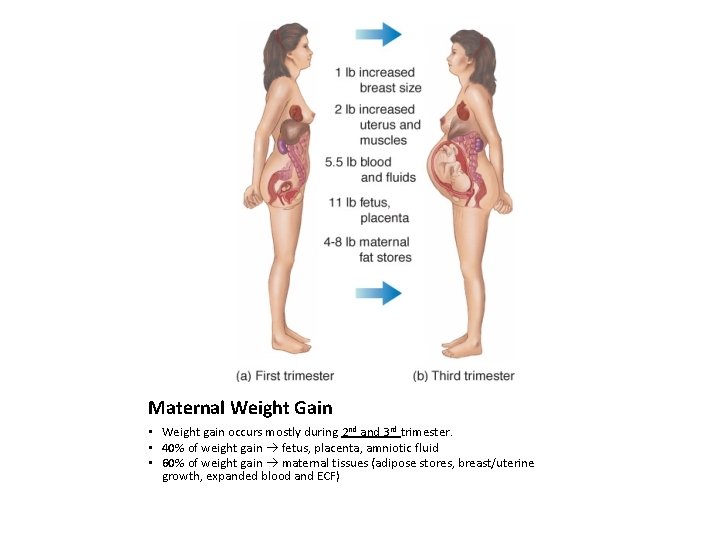 Maternal Weight Gain • Weight gain occurs mostly during 2 nd and 3 rd