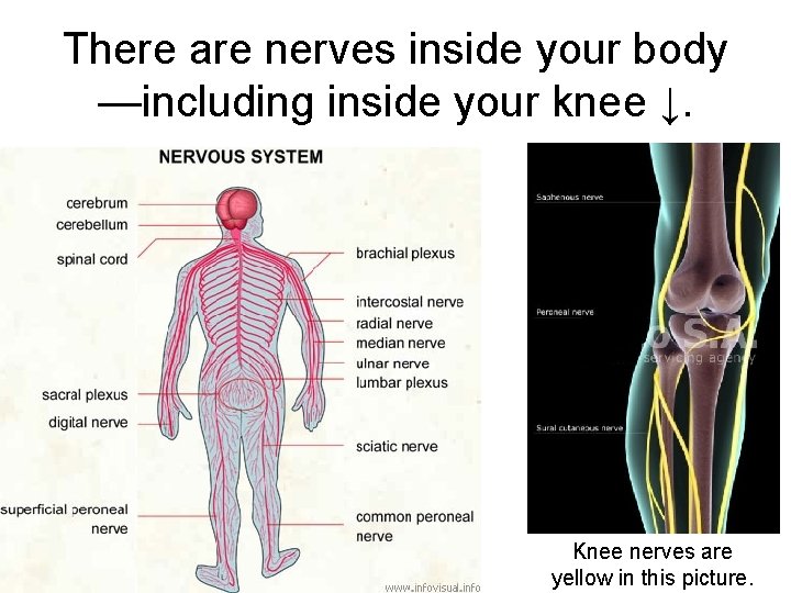 There are nerves inside your body —including inside your knee ↓. Knee nerves are