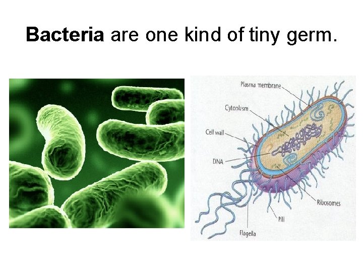 Bacteria are one kind of tiny germ. 