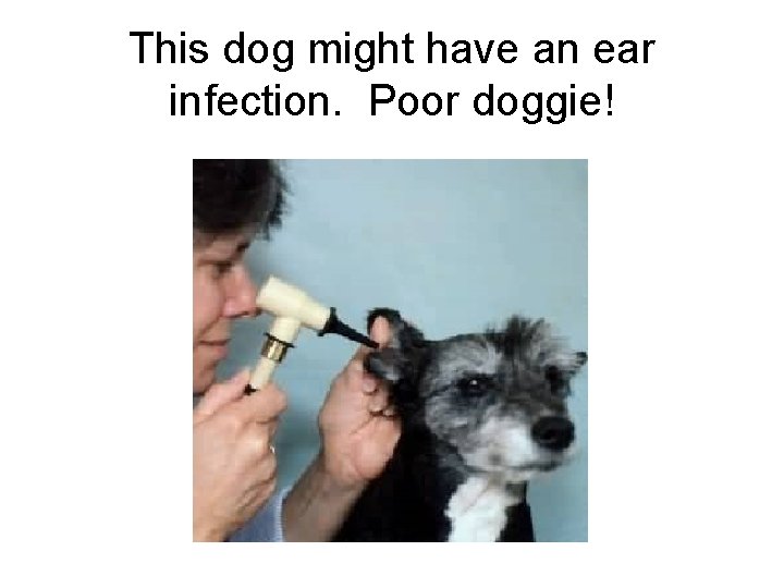 This dog might have an ear infection. Poor doggie! 