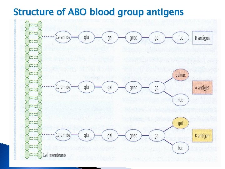 Structure of ABO blood group antigens 