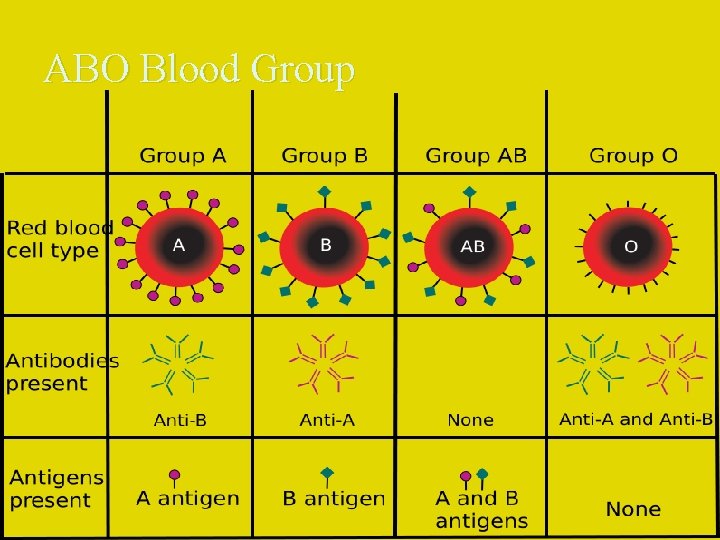 ABO Blood Group 