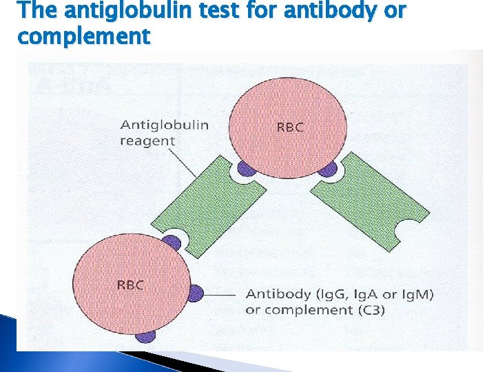 The antiglobulin test for antibody or complement 