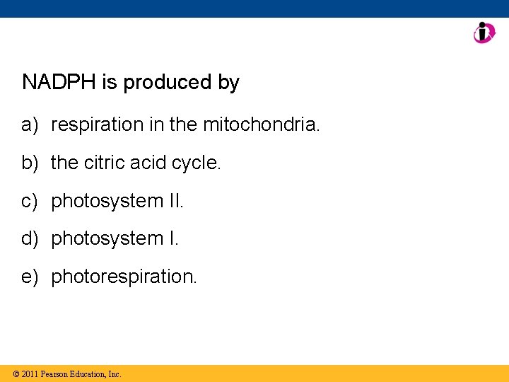 NADPH is produced by a) respiration in the mitochondria. b) the citric acid cycle.
