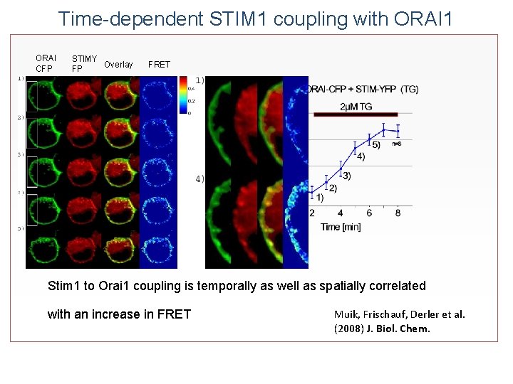 Time-dependent STIM 1 coupling with ORAI 1 ORAI CFP STIMY Overlay FP FRET Stim