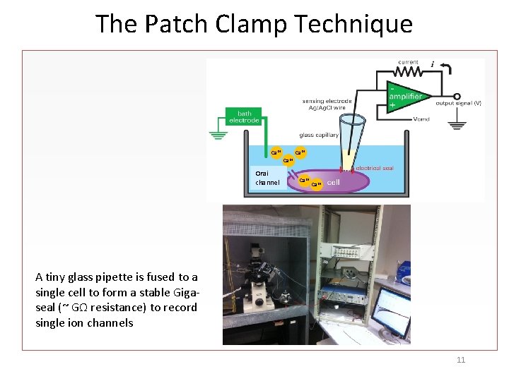 The Patch Clamp Technique Ca 2+ Orai channel Ca 2+ A tiny glass pipette