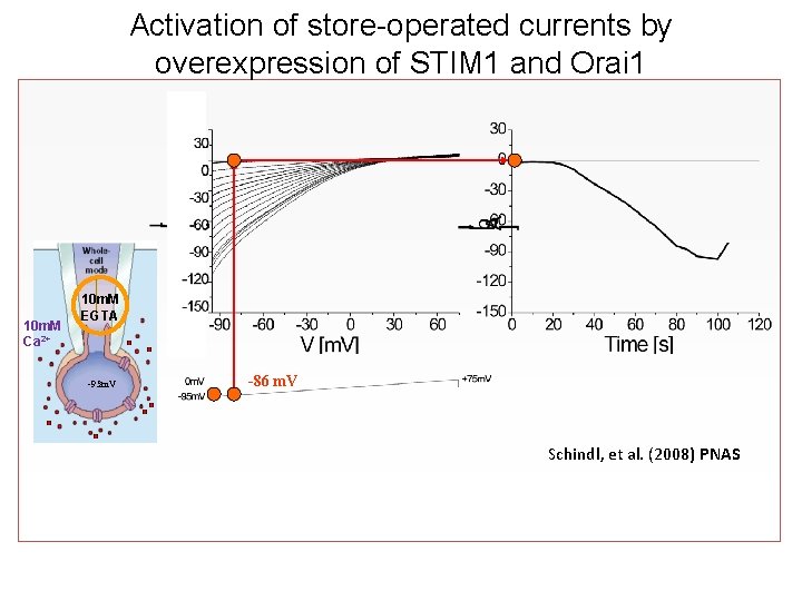 Activation of store-operated currents by overexpression of STIM 1 and Orai 1 10 m.