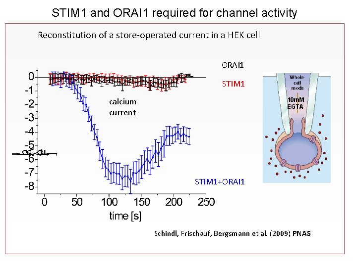 STIM 1 and ORAI 1 required for channel activity Reconstitution of a store-operated current