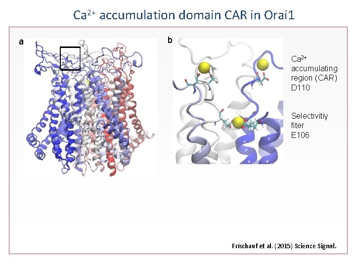 Ca 2+ accumulation domain CAR in Orai 1 a b Ca 2+ accumulating region
