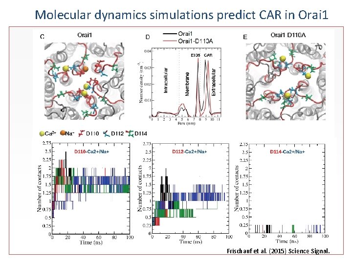 Molecular dynamics simulations predict CAR in Orai 1 Frischauf et al. (2015) Science Signal.