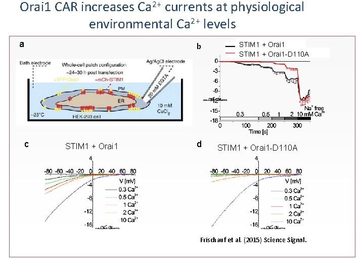 Orai 1 CAR increases Ca 2+ currents at physiological environmental Ca 2+ levels a