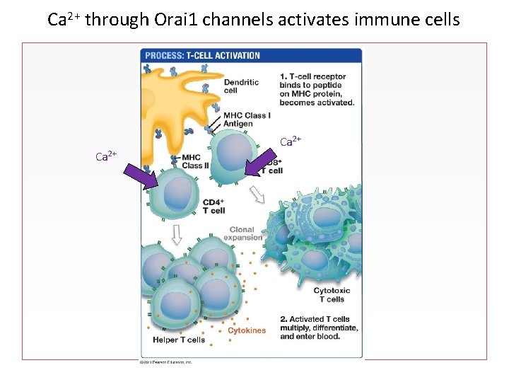 Ca 2+ through Orai 1 channels activates immune cells Ca 2+ 