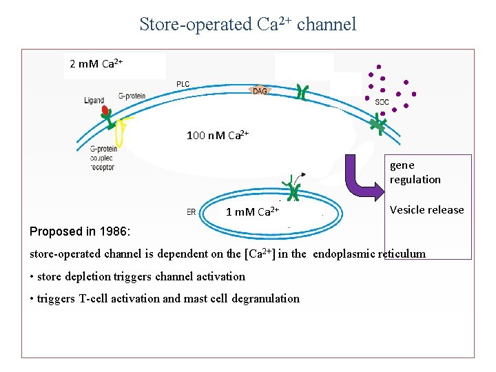 Store-operated Ca 2+ channel 2 m. M Ca 2+ 100 n. M Ca 2+