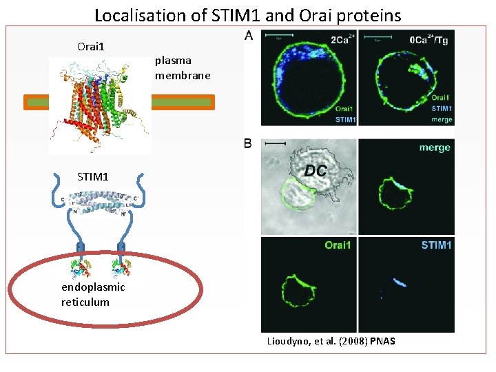 Localisation of STIM 1 and Orai proteins Orai 1 plasma membrane STIM 1 endoplasmic