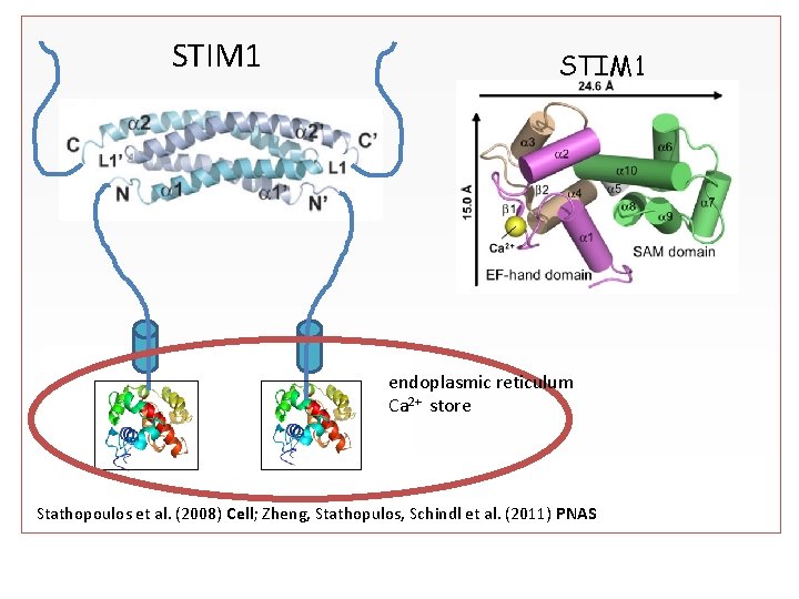 STIM 1 endoplasmic reticulum Ca 2+ store Stathopoulos et al. (2008) Cell; Zheng, Stathopulos,