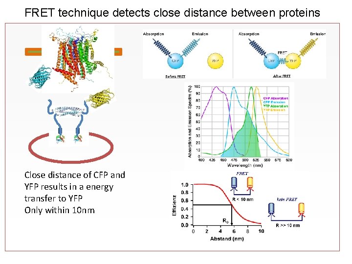 FRET technique detects close distance between proteins Close distance of CFP and YFP results