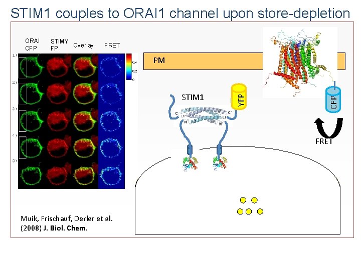 STIM 1 couples to ORAI 1 channel upon store-depletion ORAI CFP STIMY Overlay FP
