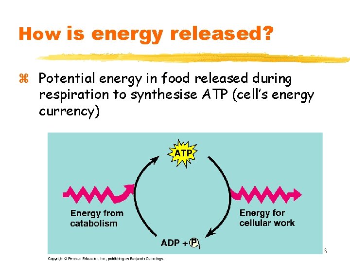 How is energy released? z Potential energy in food released during respiration to synthesise