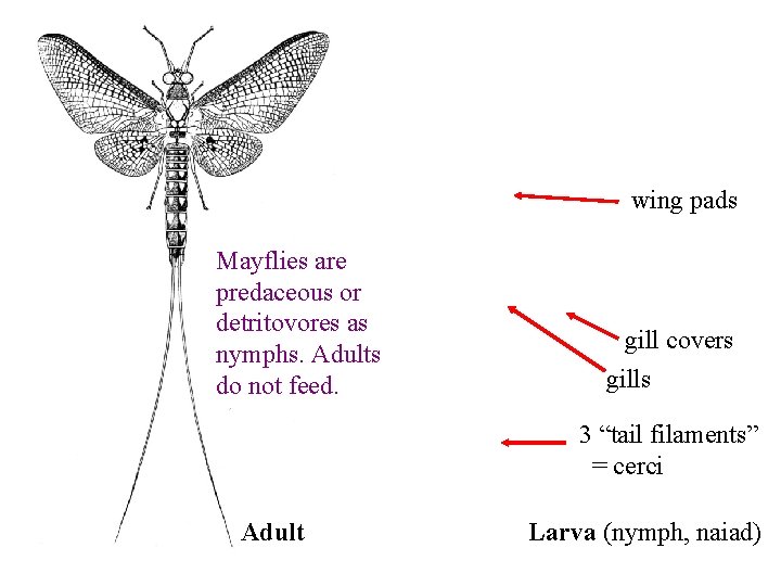 wing pads Mayflies are predaceous or detritovores as nymphs. Adults do not feed. gill