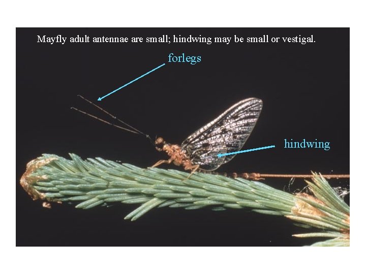 Mayfly adult antennae are small; hindwing may be small or vestigal. forlegs hindwing 