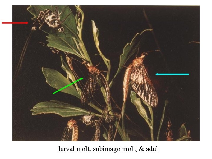 larval molt, subimago molt, & adult 