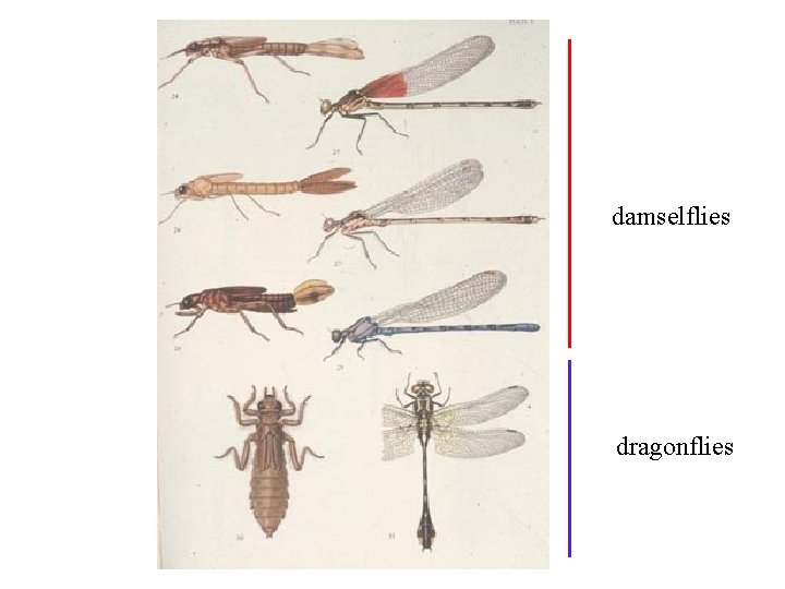 damselflies dragonflies 