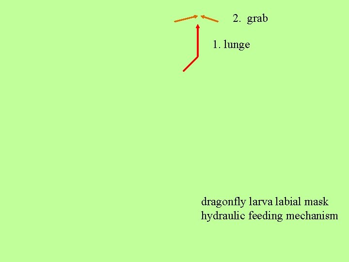 2. grab 1. lunge dragonfly larva labial mask hydraulic feeding mechanism 