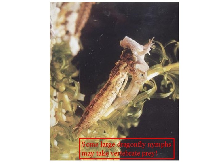Some large dragonfly nymphs may take vertebrate prey! 