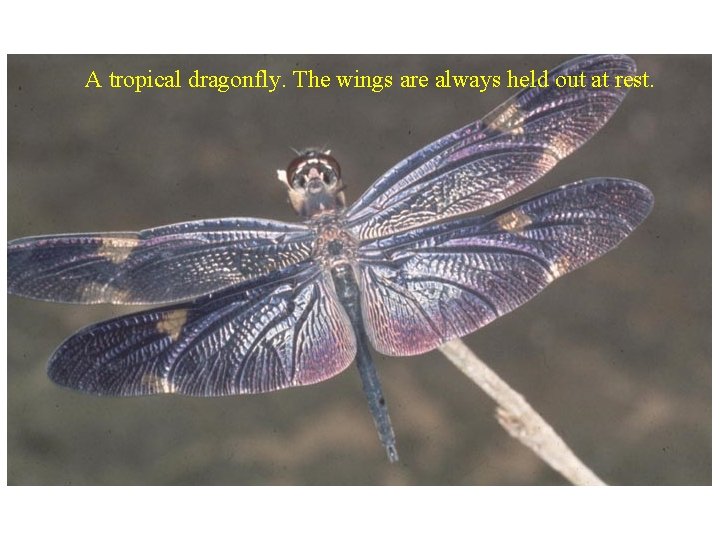 A tropical dragonfly. The wings are always held out at rest. 
