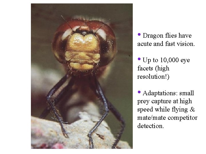  • Dragon flies have acute and fast vision. • Up to 10, 000
