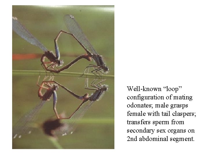 Well-known “loop” configuration of mating odonates; male grasps female with tail claspers; transfers sperm