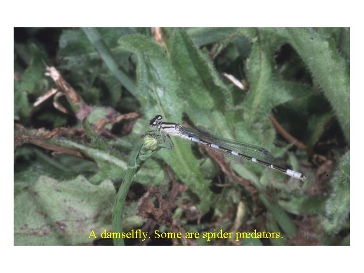A damselfly. Some are spider predators. 