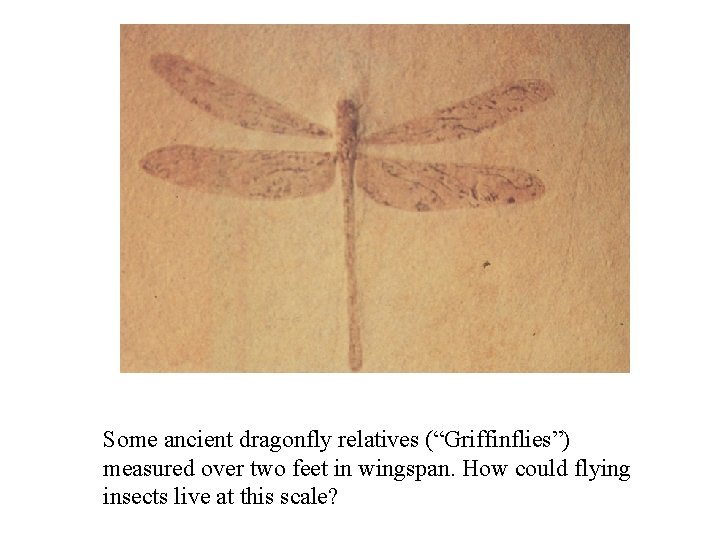 Some ancient dragonfly relatives (“Griffinflies”) measured over two feet in wingspan. How could flying