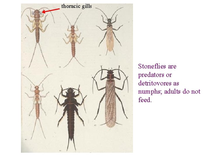 thoracic gills Stoneflies are predators or detritovores as numphs; adults do not feed. 
