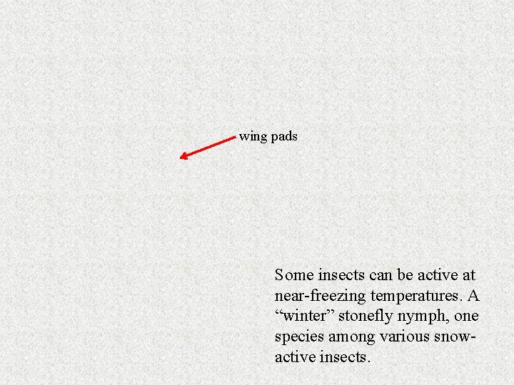wing pads Some insects can be active at near-freezing temperatures. A “winter” stonefly nymph,