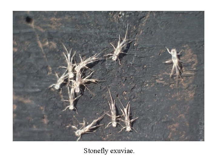 Stonefly exuviae. 