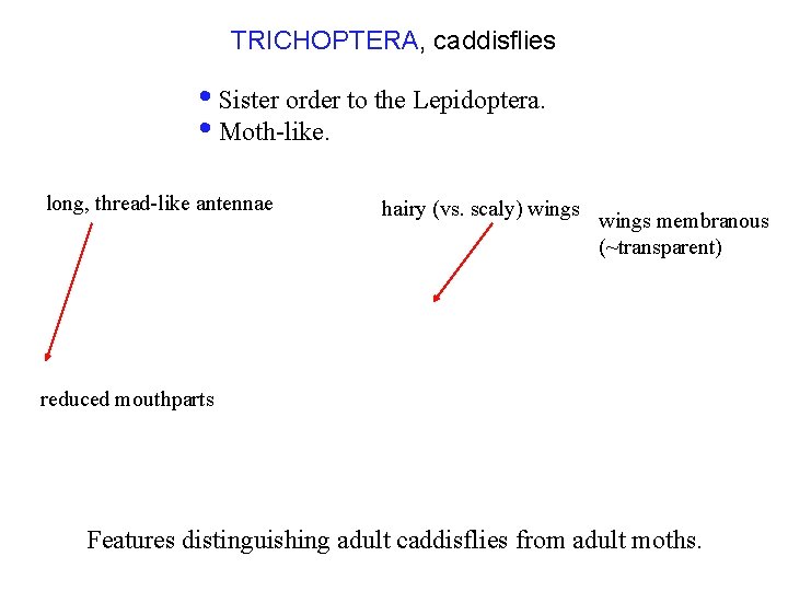 TRICHOPTERA, caddisflies • Sister order to the Lepidoptera. • Moth-like. long, thread-like antennae hairy