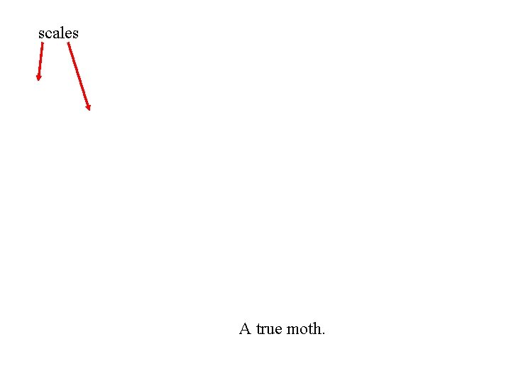 scales A true moth. 