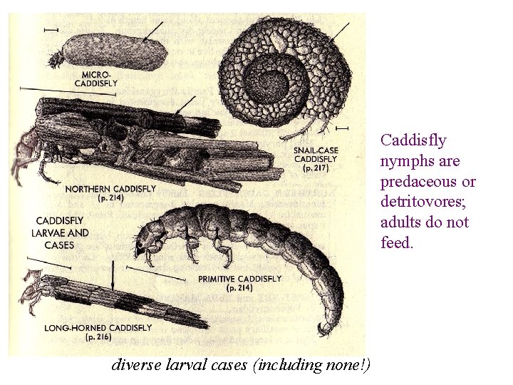 Caddisfly nymphs are predaceous or detritovores; adults do not feed. diverse larval cases (including
