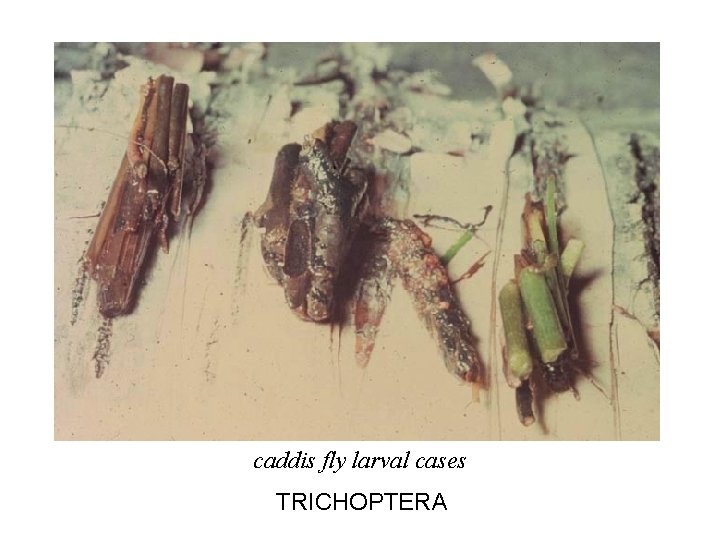 caddis fly larval cases TRICHOPTERA 