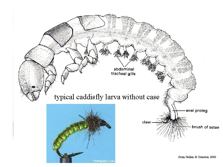 typical caddisfly larva without case from Gullen & Cranston 2000 