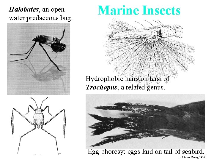 Halobates, an open water predaceous bug. Marine Insects Hydrophobic hairs on tarsi of Trochopus,