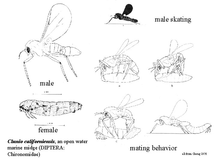 male skating male female Clunio californiensis, an open water marine midge (DIPTERA: Chironomidae) mating