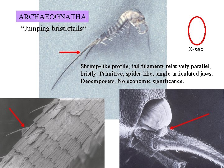 ARCHAEOGNATHA “Jumping bristletails” X-sec Shrimp-like profile; tail filaments relatively parallel, bristly. Primitive, spider-like, single-articulated